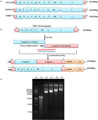 Rapid construction of infectious clones for distinct Newcastle disease virus genotypes